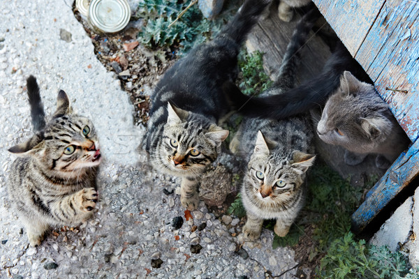 Group of cats Stock photo © vapi