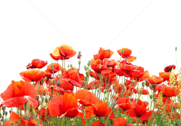 Rosso papaveri bella isolato bianco fiore Foto d'archivio © vapi