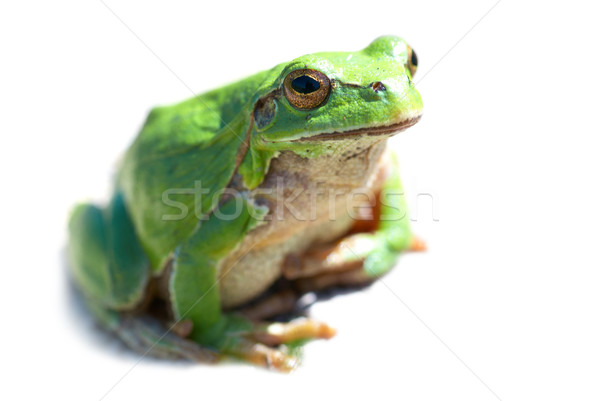 зеленый лягушка изолированный белый весны глаза Сток-фото © vapi