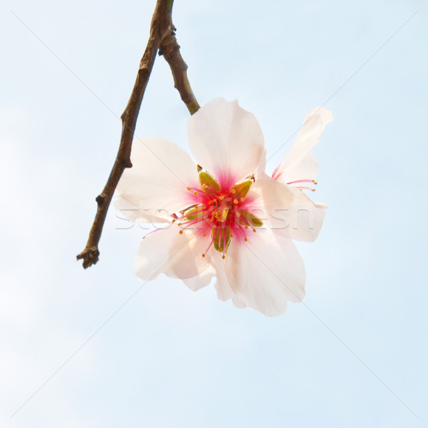 Amandel boom roze bloemen tak voorjaar Stockfoto © vapi