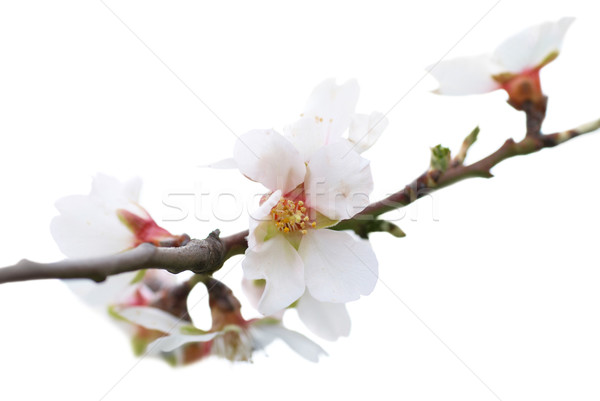 杏仁 白色的花朵 孤立 白 花 性質 商業照片 © vapi