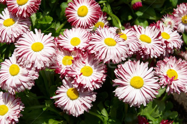 Field of daisies Stock photo © vapi