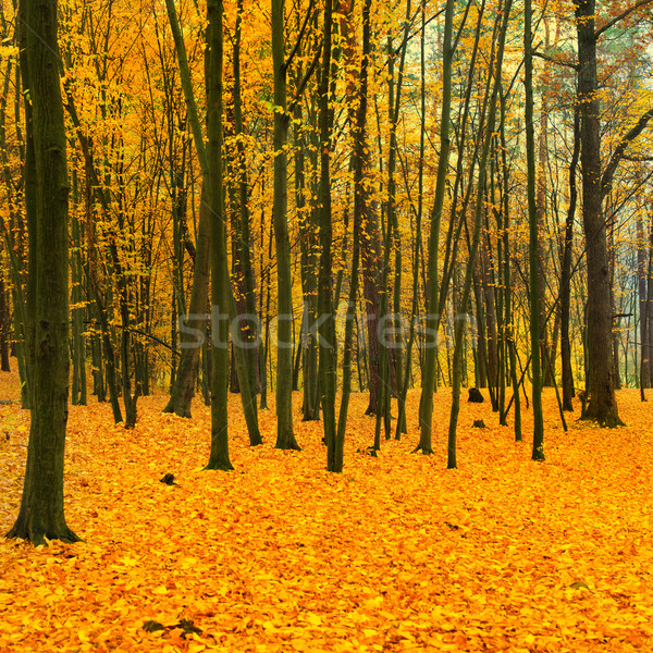 Schönen Park Wald gelb rot Bäume Stock foto © vapi