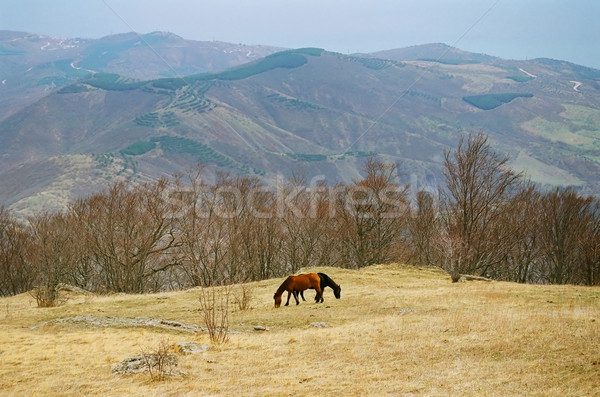 Zwei Pferde Berghang Baum Gras Sommer Stock foto © vapi