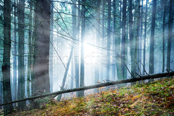 Titokzatos köd erdő zöld fenyők nap Stock fotó © vapi