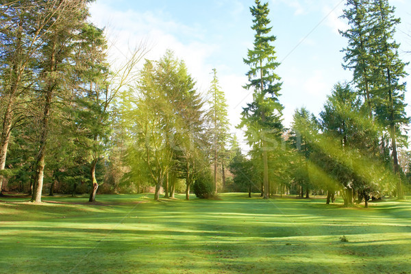 Vert parc pelouse arbres ensoleillée lumière [[stock_photo]] © vapi