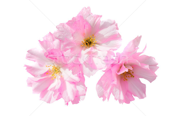 Rose sakura fleurs isolé blanche fleur [[stock_photo]] © vapi