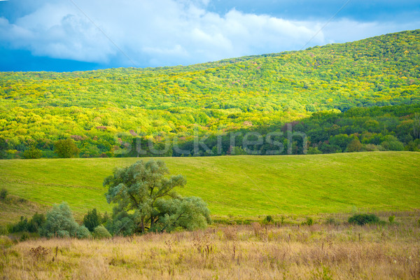 Herbe vert prairie ciel bleu nuages ciel [[stock_photo]] © vapi