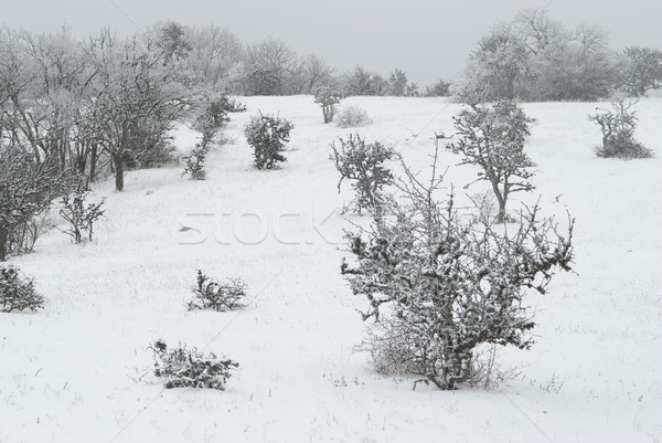 Hiver paysage glaciale arbres arbre lumière [[stock_photo]] © vapi