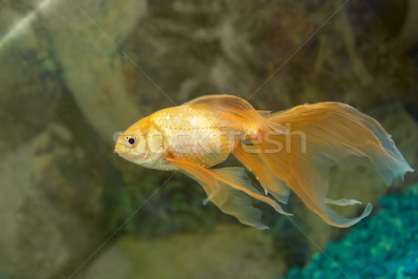 Tropischen golden Fisch Aquarium Auge Gesicht Stock foto © vapi