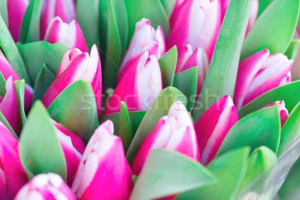 粉紅色 白 鬱金香 綠葉 性質 春天 商業照片 © vapi