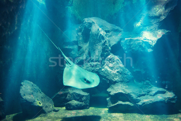 подводного коралловый риф рыбы солнце морем Сток-фото © vapi