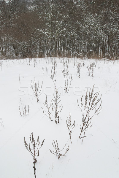 Stok fotoğraf: Kış · manzara · buz · gibi · ağaçlar · ağaç · ışık