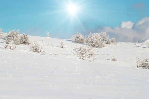 Zimą lodowaty lasu krajobraz jasne Zdjęcia stock © vapi