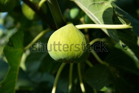 Fig tree Stock photo © vapi