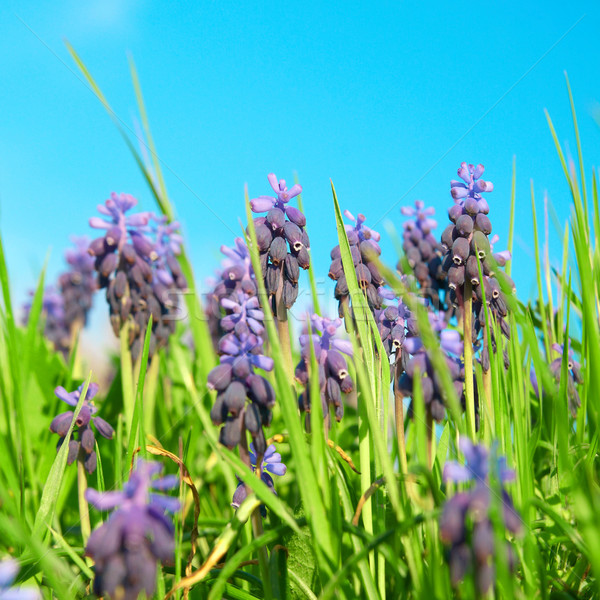 Blue flowers grape hyacinths Stock photo © vapi