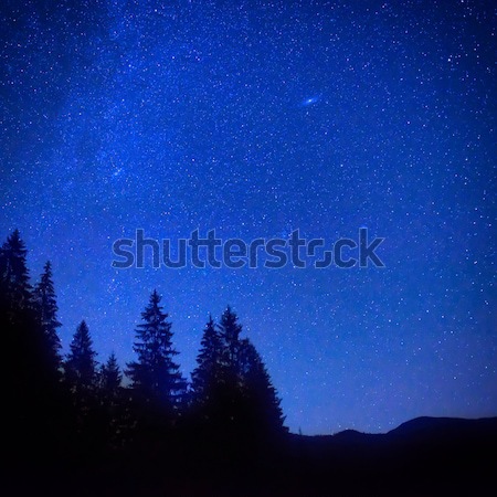 Dark blue night pine trees over sky Stock photo © vapi