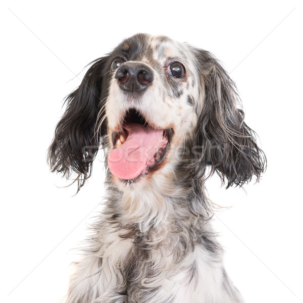 Dog english setter Stock photo © vapi