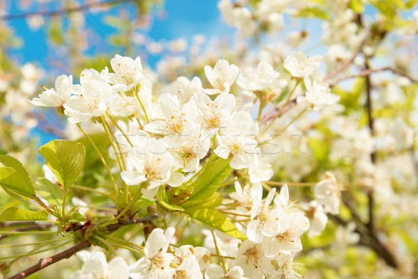 白 櫻桃 花卉 藍天 天空 樹 商業照片 © vapi