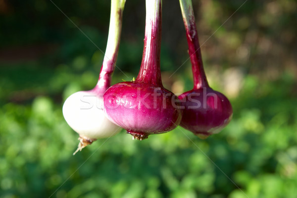 Bunch of red onions Stock photo © vapi