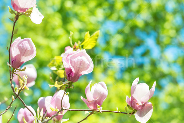 Flori magnolie copac frunze verzi natură lumina Imagine de stoc © vapi