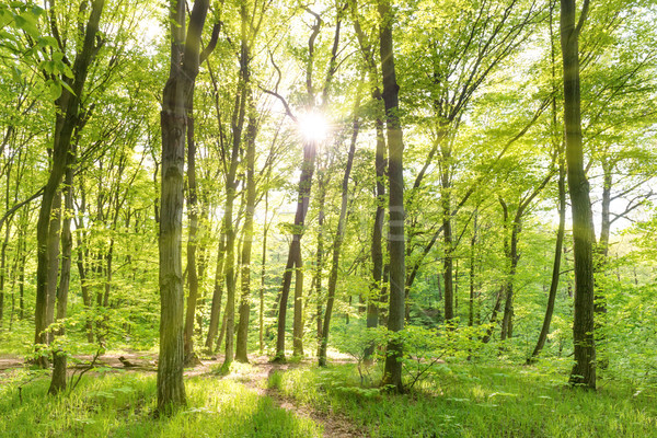 Matin ensoleillée forêt vert arbres arbre [[stock_photo]] © vapi