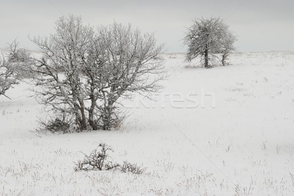 Zimą krajobraz lodowaty drzew drzewo świetle Zdjęcia stock © vapi