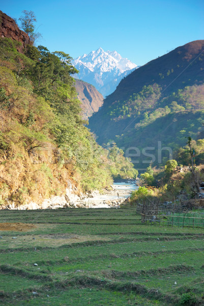 Rice fields in the himalayan hills Stock photo © vapi