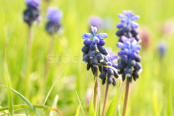 Foto stock: Grama · verde · azul · flores · flor · grama · sol