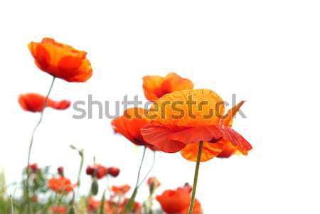 Red poppies Stock photo © vapi