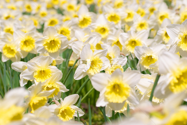 White narcissuses Stock photo © vapi