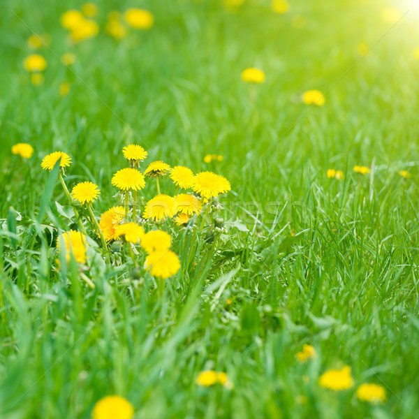 Foto stock: Amarelo · leão · verde · campo · verão