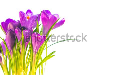 In primul rand Flori de primavara buchet violet izolat alb Imagine de stoc © vapi