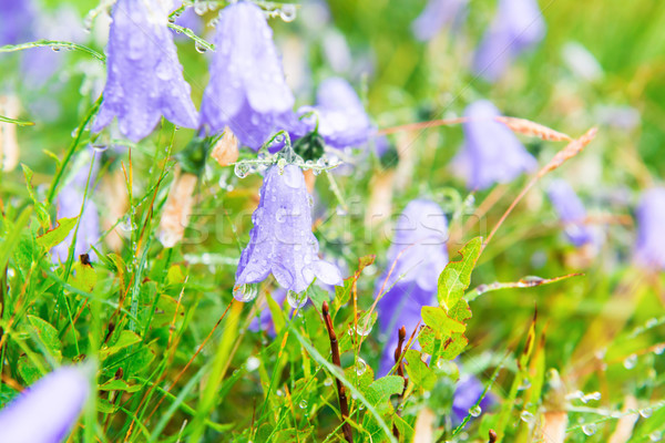 Wet blue flowers bluebell Stock photo © vapi