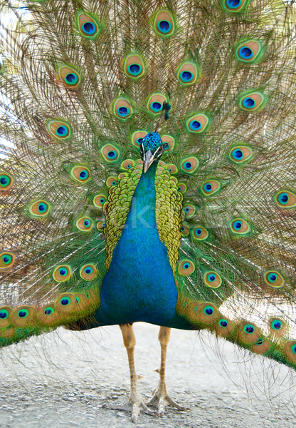 Stock photo: Peacock with open train.