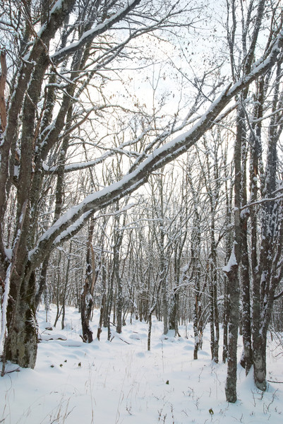 Hiver glaciale forêt paysage lumineuses brillant [[stock_photo]] © vapi