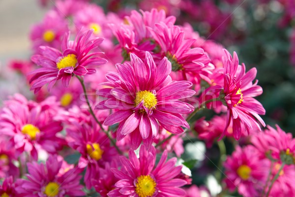 Field of dark pink chrysanthemums. Stock photo © vapi