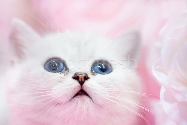 Weinig cute witte kat kitten roze Stockfoto © vapi