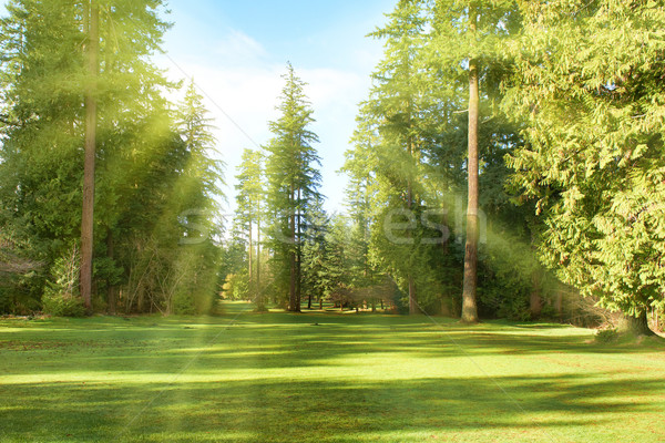 Verde parc copaci însorit lumina natural Imagine de stoc © vapi