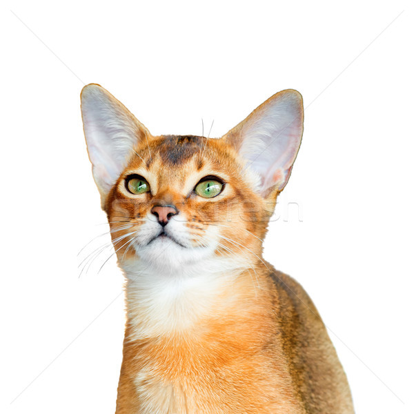 Foto stock: Jóvenes · gato · aislado · blanco · pelo · retrato