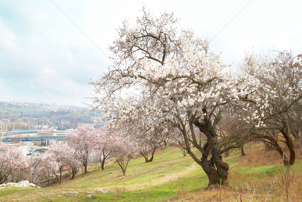 Blooming almond tree Stock photo © vapi