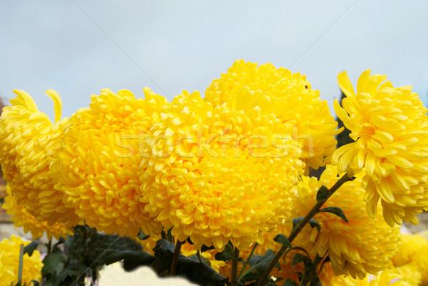 Foto stock: Amarillo · cielo · azul · flor · primavera · naturaleza · fondo