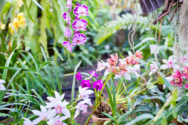 Many orchids in tropical garden Stock photo © vapi