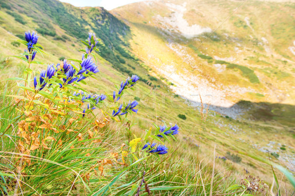 [[stock_photo]]: Bouquet · fleurs · montagnes · bleu · fleurs · sauvages · fleur