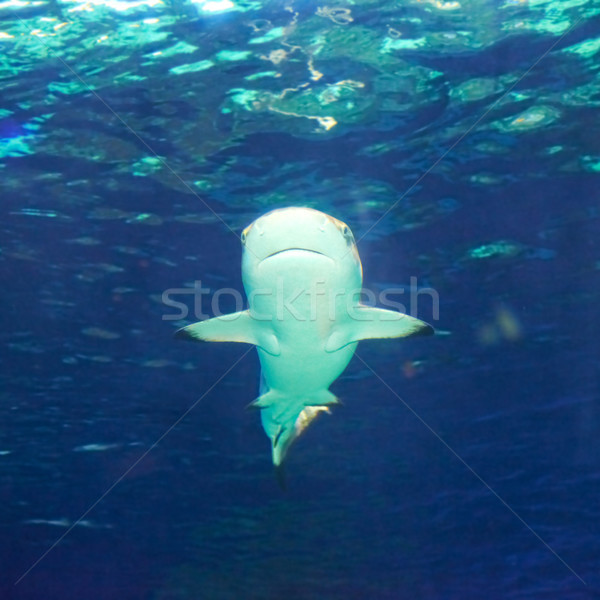 Insulele Caraibe rechin albastru ocean apă peşte Imagine de stoc © vapi