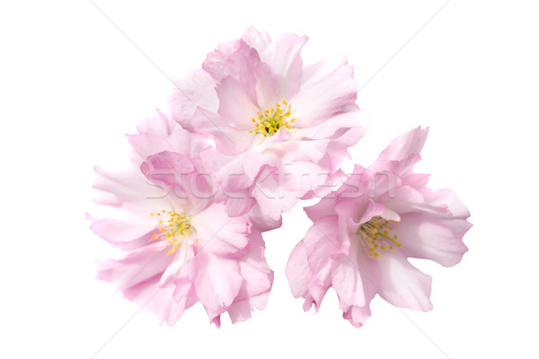 Rose sakura fleurs isolé blanche printemps [[stock_photo]] © vapi