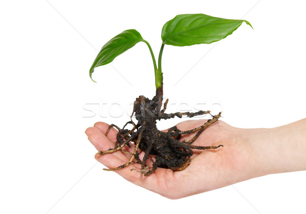 Foto stock: Jóvenes · verde · planta · mano · aislado · blanco