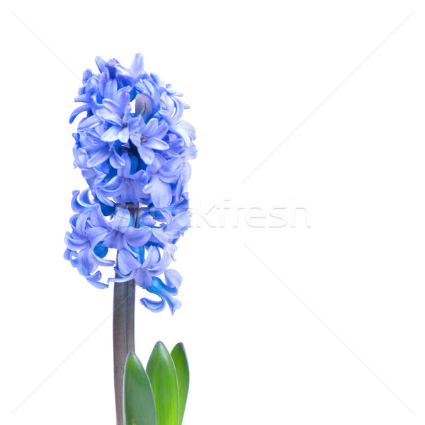 Bleu trois fleurs feuilles vertes isolé blanche [[stock_photo]] © vapi