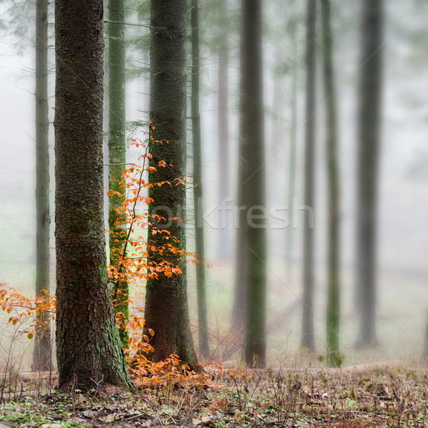 Mysterious fog in the green forest  Stock photo © vapi