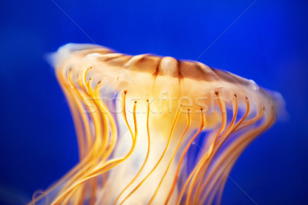 Narancs meduza tenger kék óceán víz Stock fotó © vapi